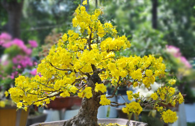 Dịch vụ cho thuê mai ngày tết
