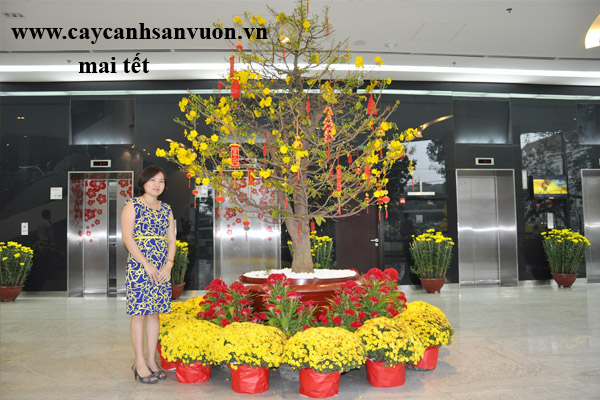 mai tết 2016