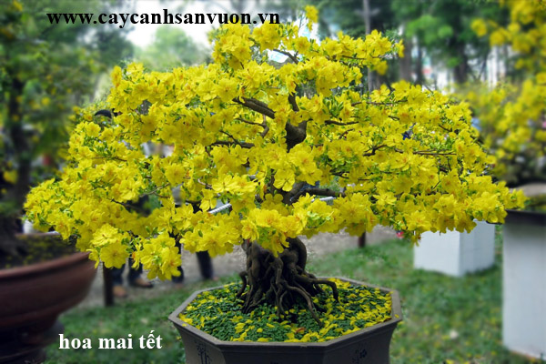 mai tết 2016