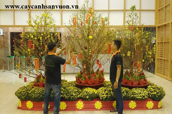 mai tết 2016