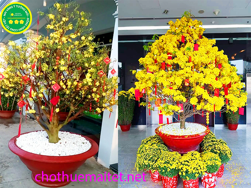 mai vàng chưng tết