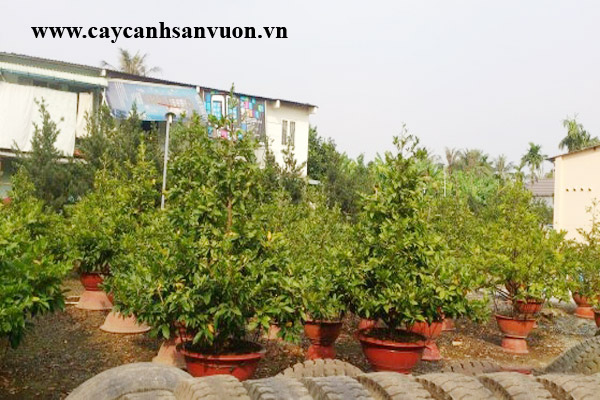 Dịch vụ chăm sóc mai vàng sau tết nguyên đán