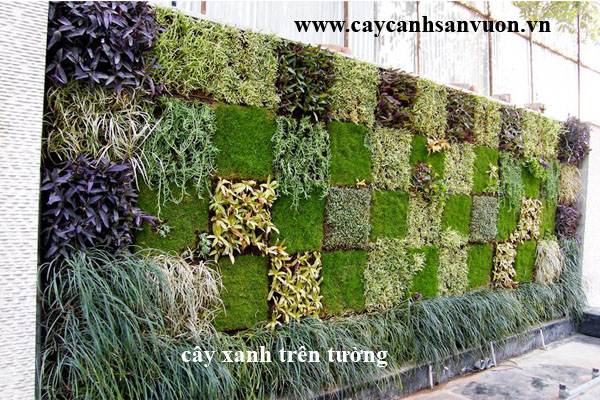 cây xanh trên tường