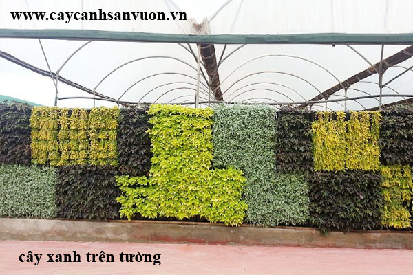 cay xanh trên tường