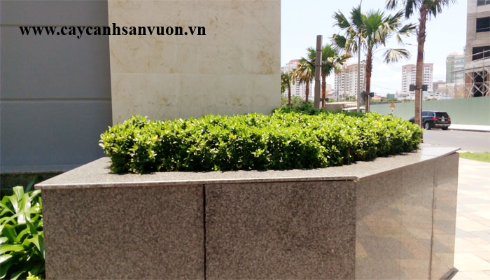 bồn cây nghệ thuật