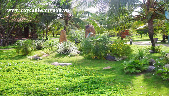 cây cảnh sân vườn