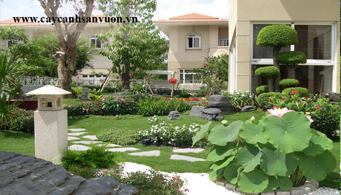 cây cảnh sân vườn