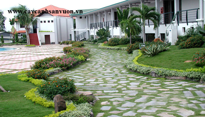 cây sân vườn