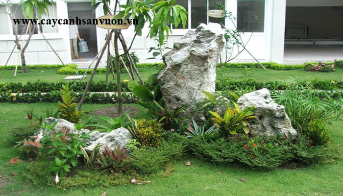 cây cảnh sân vườn