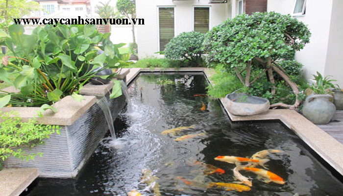 tiểu cảnh hồ cá đẹp