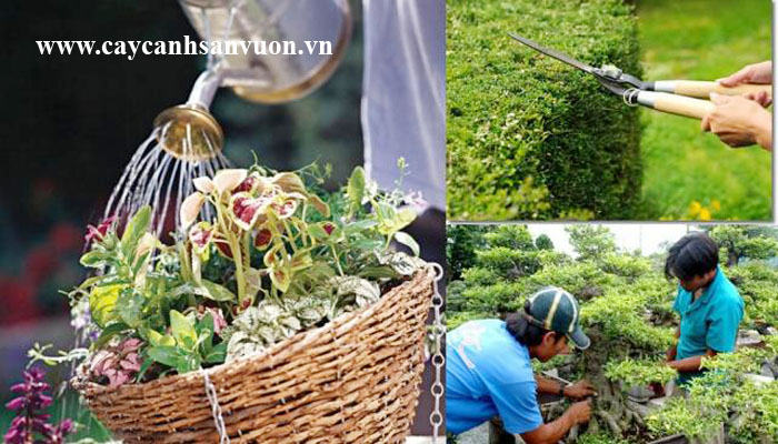 chăm sóc cây sân vườn