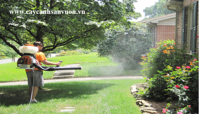 chăm sóc cây cảnh ngoài trời